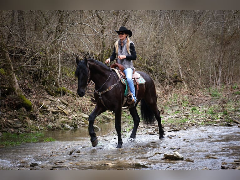 Friesian horses Gelding 4 years 16,1 hh Black in Flemmingsburg KY