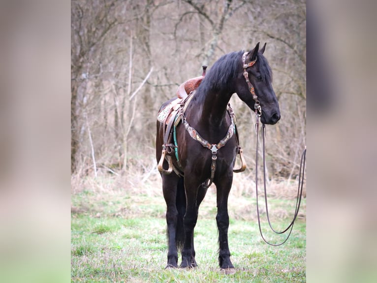 Friesian horses Gelding 4 years 16,1 hh Black in Flemmingsburg KY