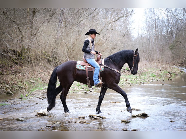 Friesian horses Gelding 4 years 16,1 hh Black in Flemmingsburg KY