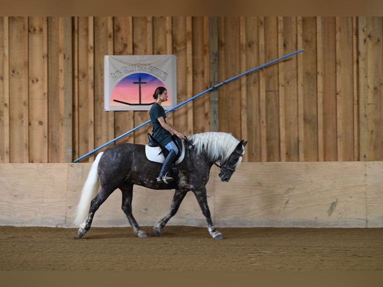 Friesian horses Mix Gelding 4 years 16,1 hh in Millersburg, OH