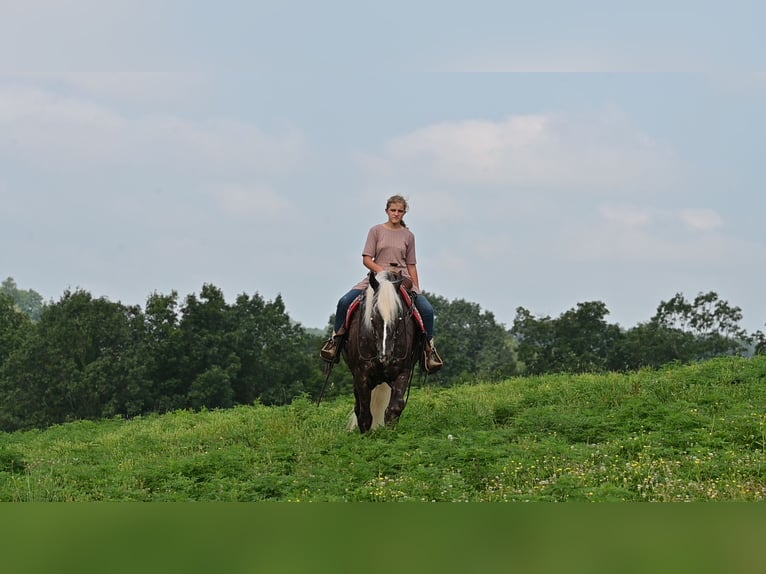 Friesian horses Mix Gelding 4 years 16,1 hh in Millersburg, OH