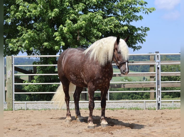 Friesian horses Mix Gelding 4 years 16,1 hh in Millersburg, OH
