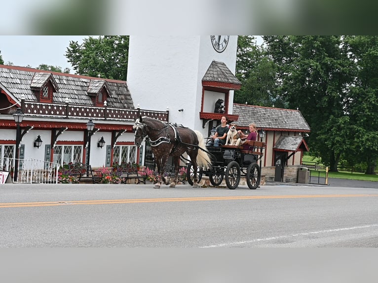 Friesian horses Mix Gelding 4 years 16,1 hh in Millersburg, OH