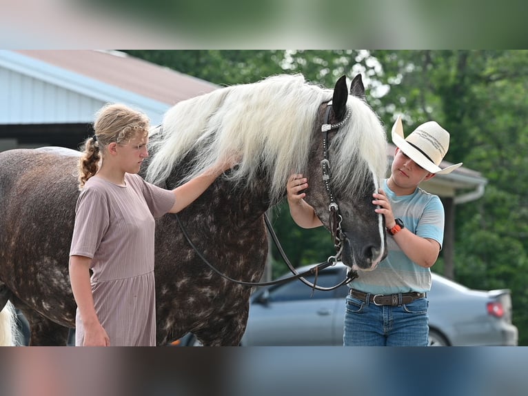 Friesian horses Mix Gelding 4 years 16,1 hh in Millersburg, OH