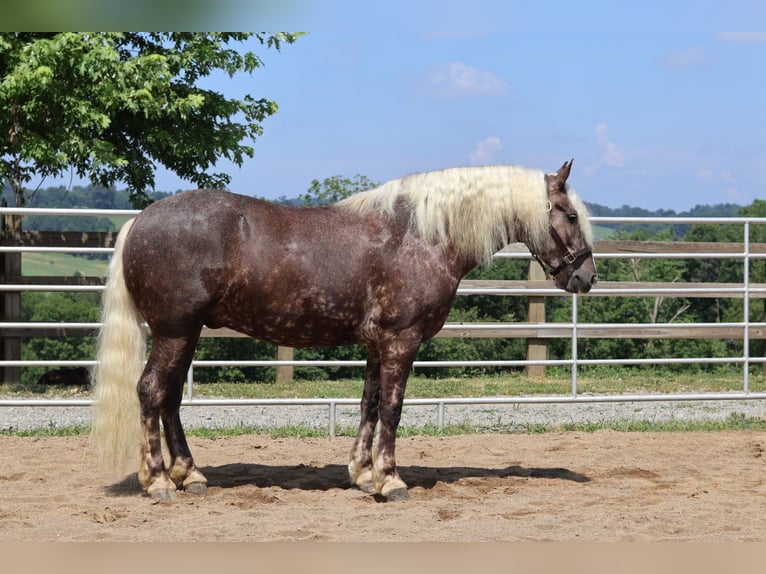 Friesian horses Mix Gelding 4 years 16,1 hh in Millersburg, OH