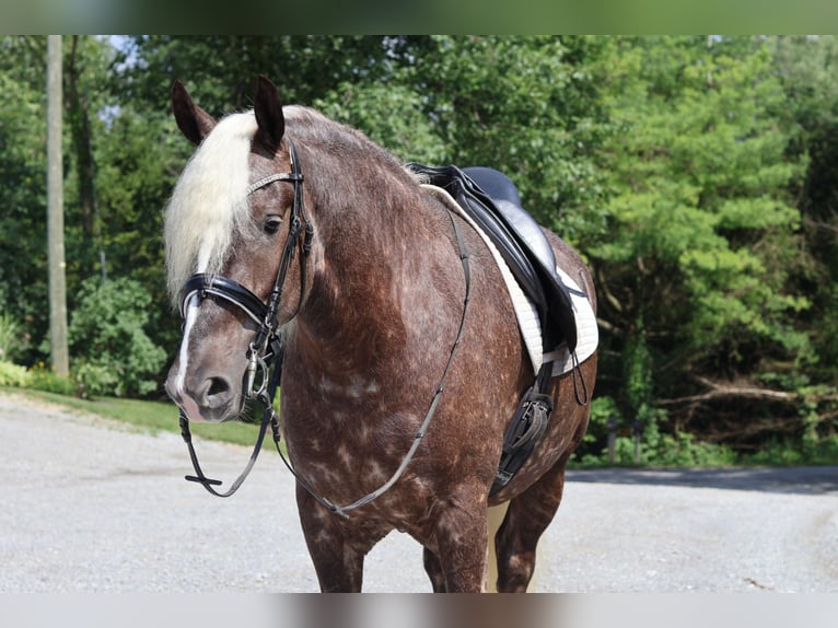 Friesian horses Mix Gelding 4 years 16,1 hh in Millersburg, OH