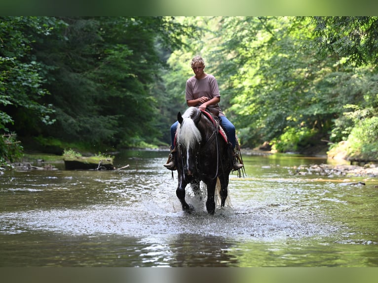 Friesian horses Mix Gelding 4 years 16,1 hh in Millersburg, OH