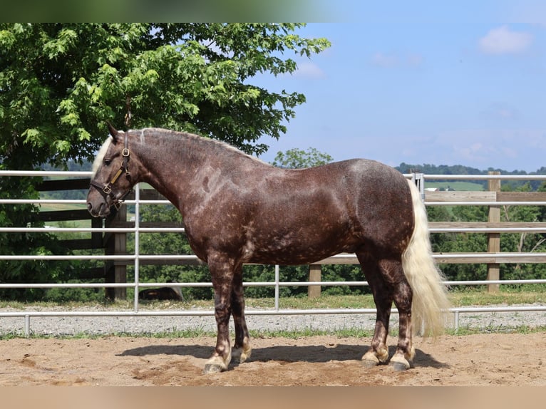 Friesian horses Mix Gelding 4 years 16,1 hh in Millersburg, OH