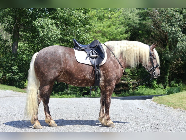 Friesian horses Mix Gelding 4 years 16,1 hh in Millersburg, OH