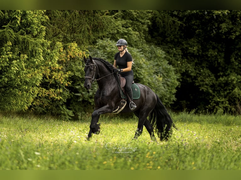 Friesian horses Gelding 4 years 16.2 hh Black in Poznań