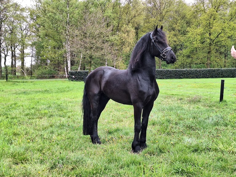 Friesian horses Gelding 4 years 16,2 hh Black in Dalen