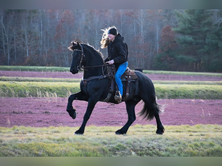 Friesian horses Gelding 4 years 16,2 hh Black in Rochester