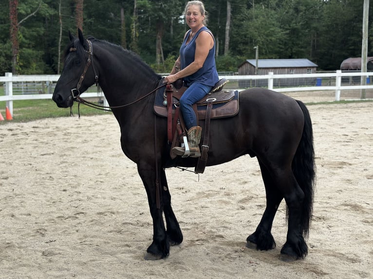 Friesian horses Gelding 4 years 16,2 hh Black in Rochester