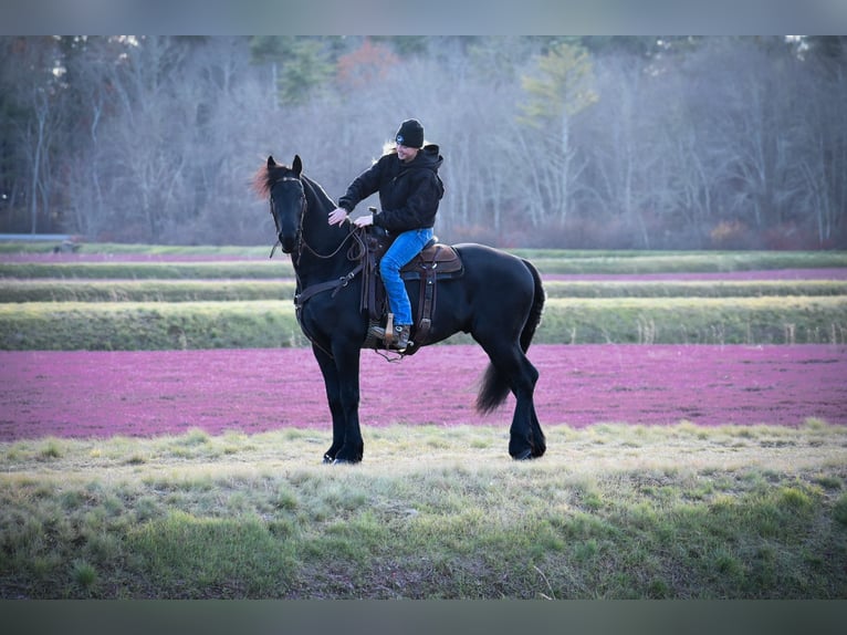 Friesian horses Gelding 4 years 16,2 hh Black in Rochester
