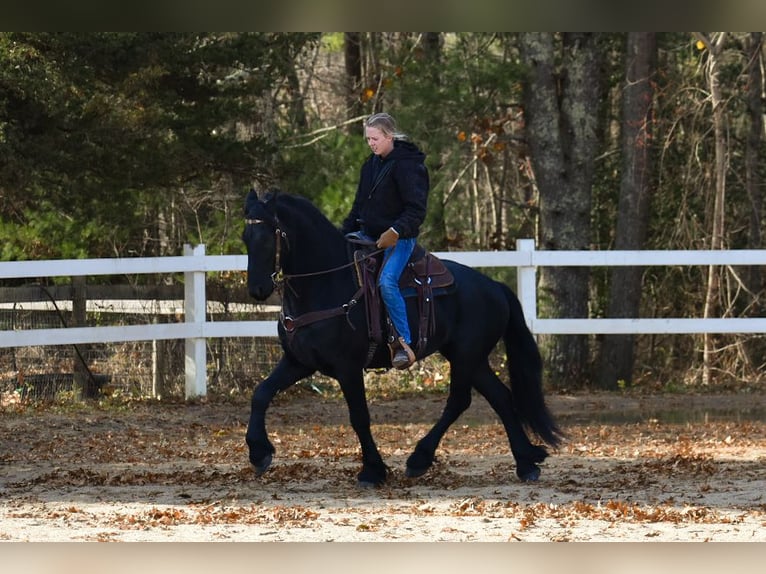 Friesian horses Gelding 4 years 16,2 hh Black in Rochester