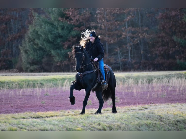 Friesian horses Gelding 4 years 16,2 hh Black in Rochester