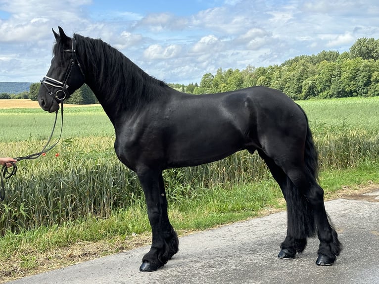 Friesian horses Gelding 4 years 16,2 hh Black in Riedlingen