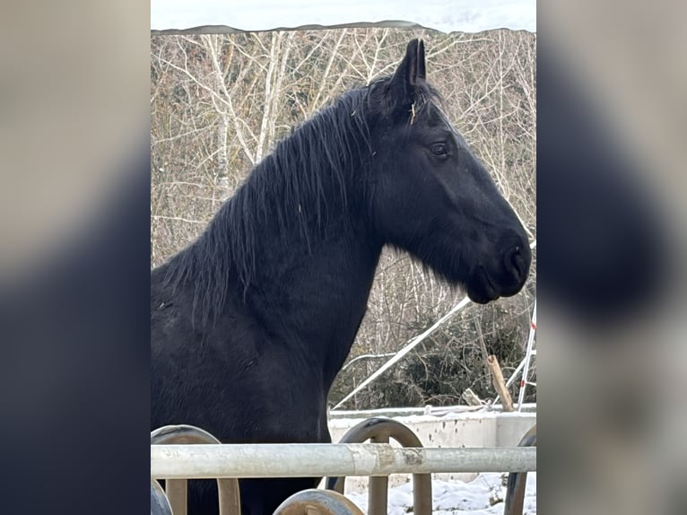 Friesian horses Mix Gelding 4 years 16.2 hh Black in Rohrbach