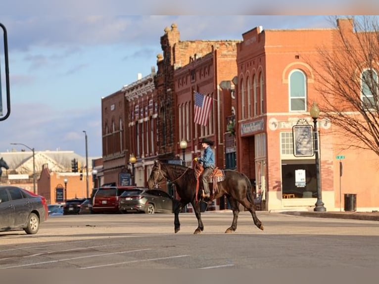 Friesian horses Mix Gelding 4 years 16.2 hh Black in Ripley