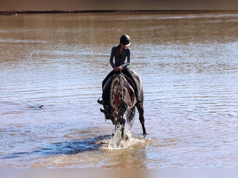 Friesian horses Mix Gelding 4 years 16.2 hh Black in Ripley