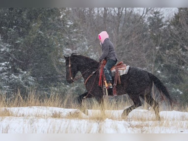 Friesian horses Mix Gelding 4 years 16.2 hh Black in Ripley