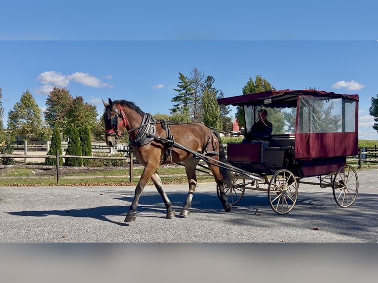 Friesian horses Mix Gelding 4 years 16.3 hh Bay in Gap
