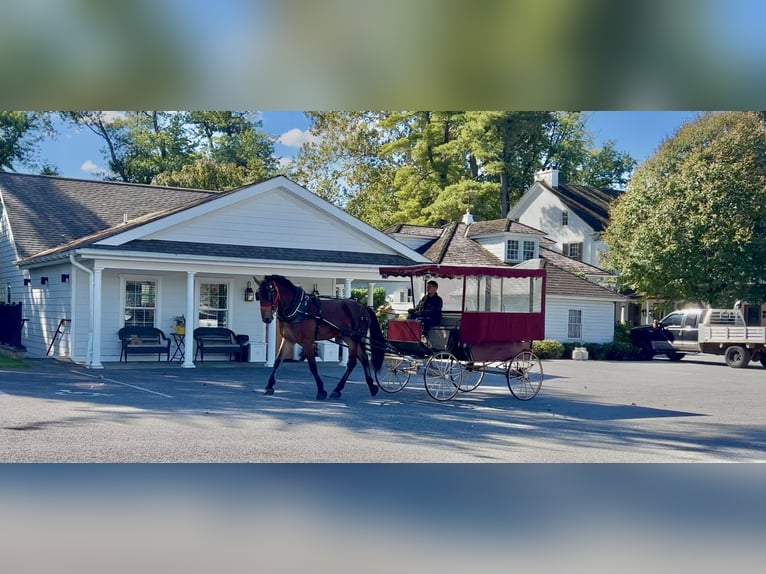 Friesian horses Mix Gelding 4 years 16.3 hh Bay in Gap