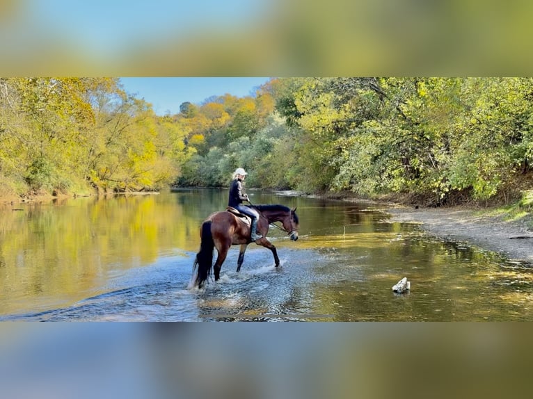Friesian horses Mix Gelding 4 years 16.3 hh Bay in Gap