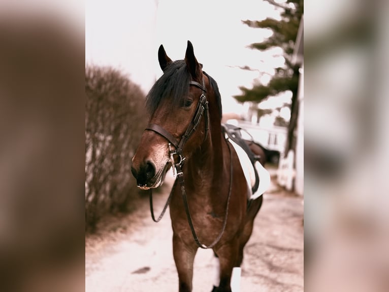 Friesian horses Mix Gelding 4 years 16.3 hh Bay in Gap