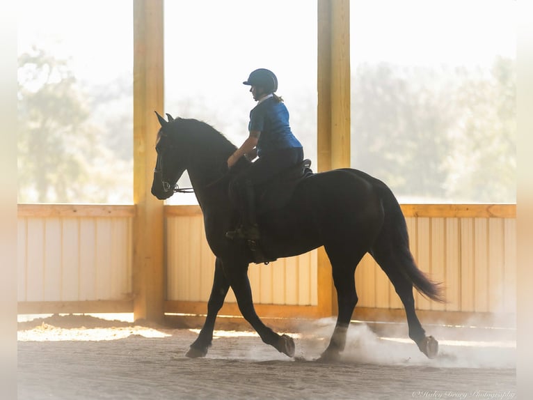 Friesian horses Mix Gelding 4 years 16,3 hh Black in Auburn, KY