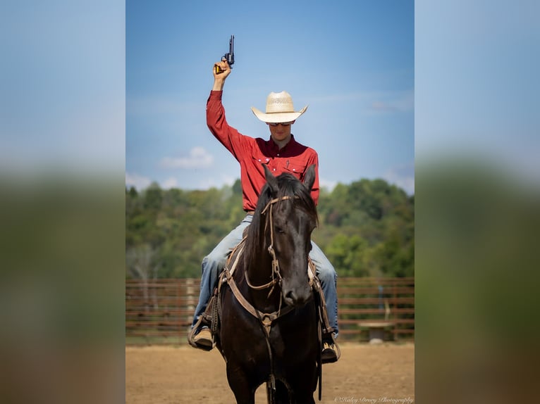 Friesian horses Mix Gelding 4 years 16,3 hh Black in Auburn, KY