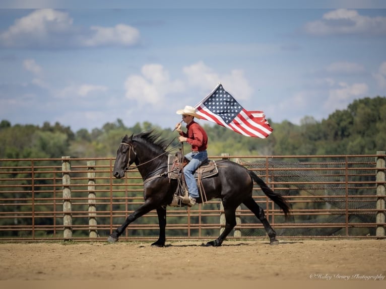 Friesian horses Mix Gelding 4 years 16,3 hh Black in Auburn, KY