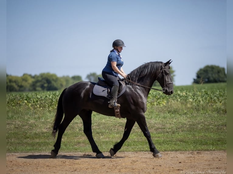 Friesian horses Mix Gelding 4 years 16,3 hh Black in Auburn, KY
