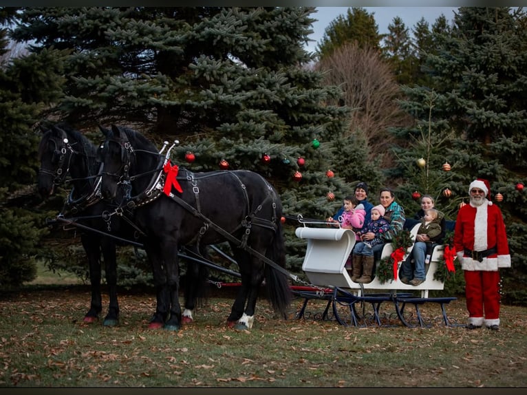 Friesian horses Mix Gelding 4 years 16.3 hh Black in Warsaw