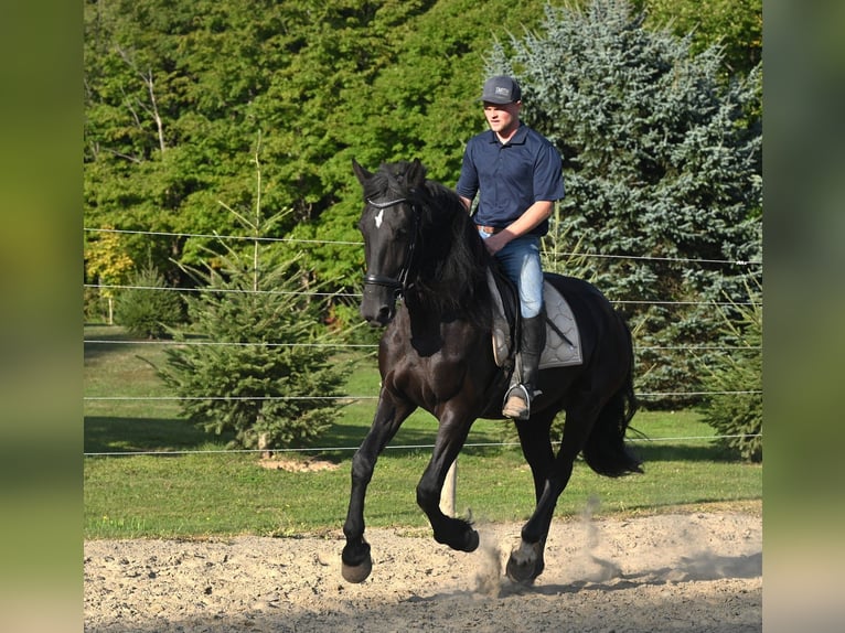 Friesian horses Mix Gelding 4 years 16.3 hh Black in Warsaw