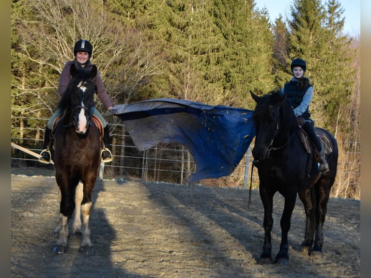 Friesian horses Gelding 4 years 16,3 hh Tobiano-all-colors in Warsaw NY