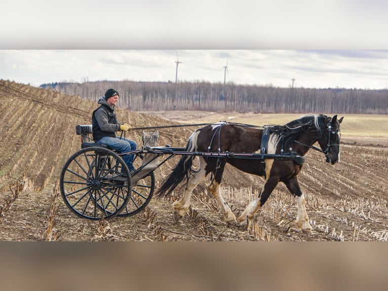 Friesian horses Gelding 4 years 16,3 hh Tobiano-all-colors in Warsaw NY