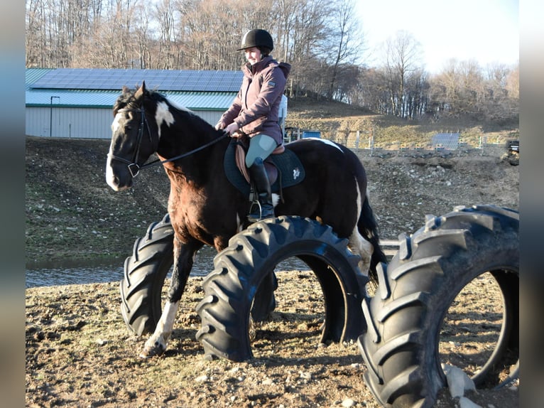 Friesian horses Gelding 4 years 16,3 hh Tobiano-all-colors in Warsaw NY