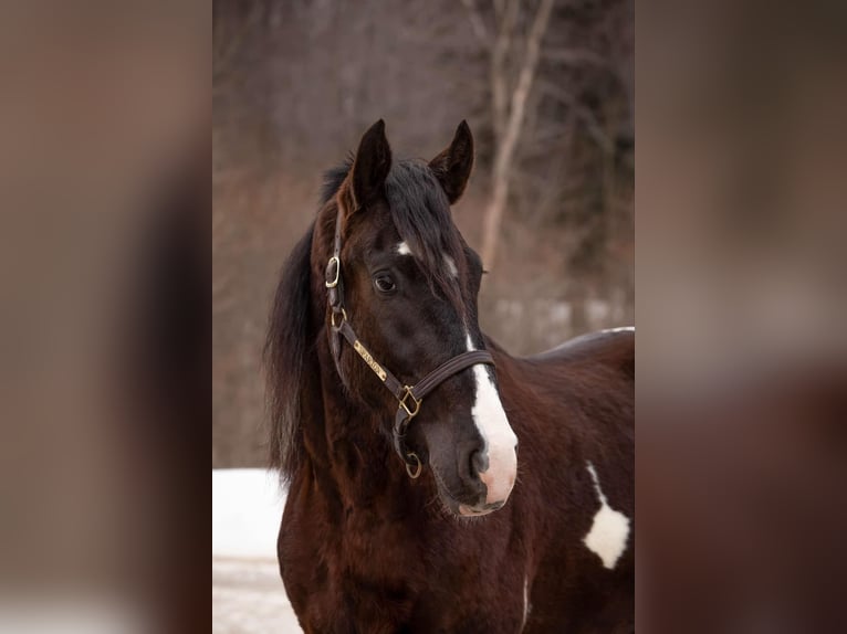Friesian horses Gelding 4 years 16,3 hh Tobiano-all-colors in Warsaw NY