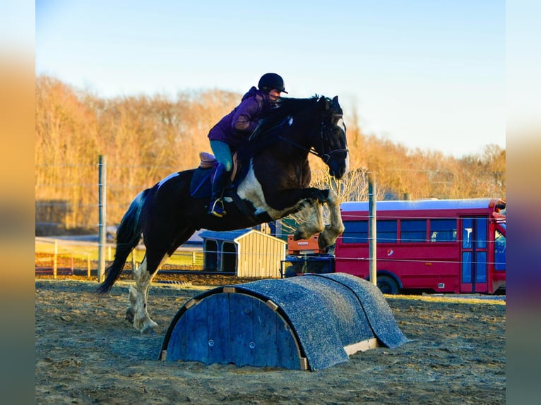 Friesian horses Gelding 4 years 16,3 hh Tobiano-all-colors in Warsaw NY