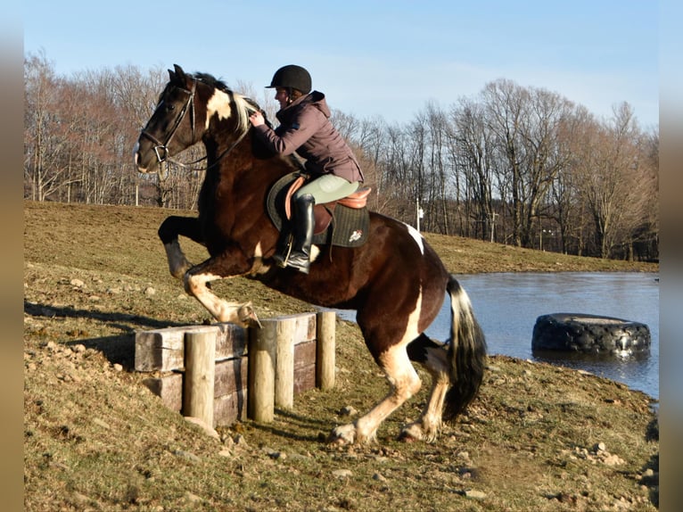 Friesian horses Gelding 4 years 16,3 hh Tobiano-all-colors in Warsaw NY