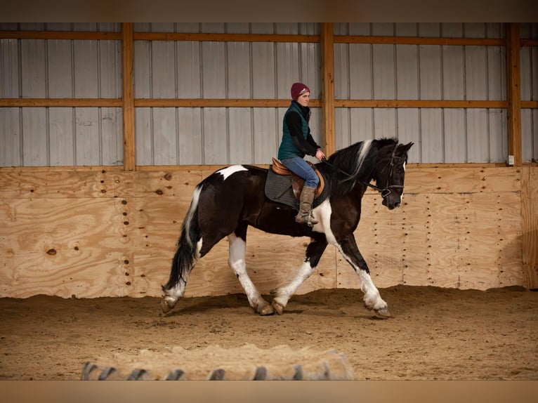 Friesian horses Gelding 4 years 16,3 hh Tobiano-all-colors in Warsaw NY