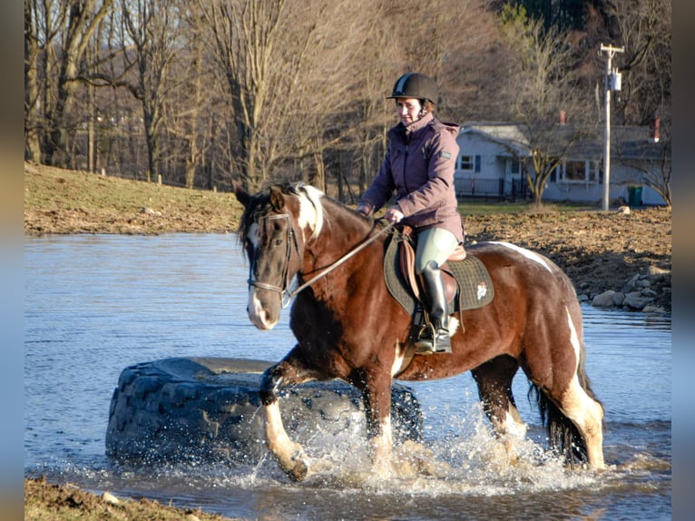 Friesian horses Gelding 4 years 16,3 hh Tobiano-all-colors in Warsaw NY