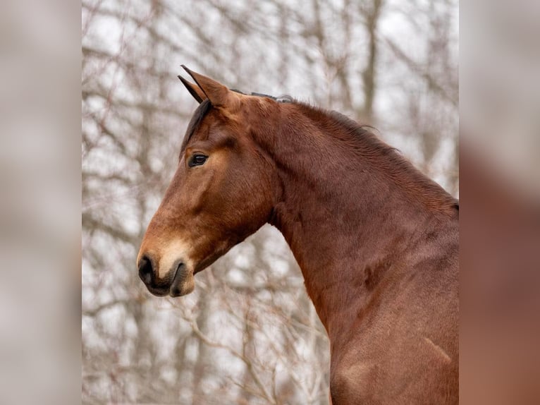 Friesian horses Gelding 4 years 16 hh Bay in Everett PA