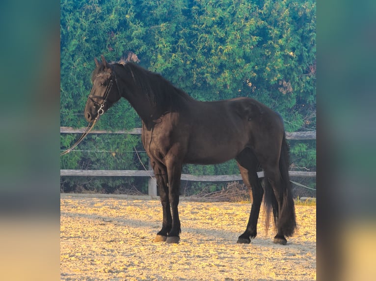 Friesian horses Mix Gelding 4 years 16 hh Black in Ptuj