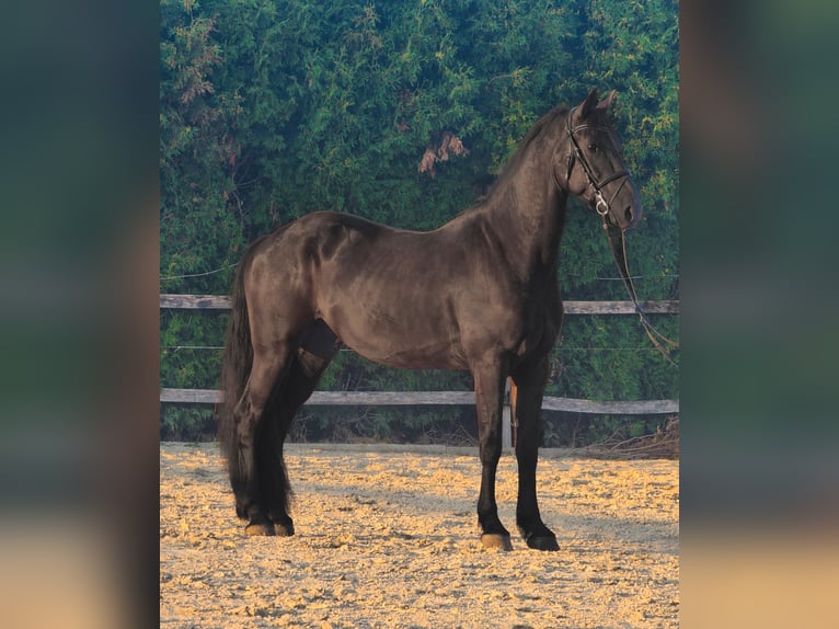 Friesian horses Mix Gelding 4 years 16 hh Black in Ptuj
