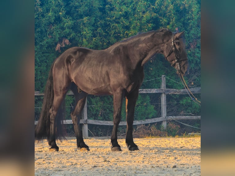 Friesian horses Mix Gelding 4 years 16 hh Black in Ptuj