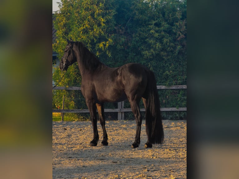 Friesian horses Mix Gelding 4 years 16 hh Black in Ptuj