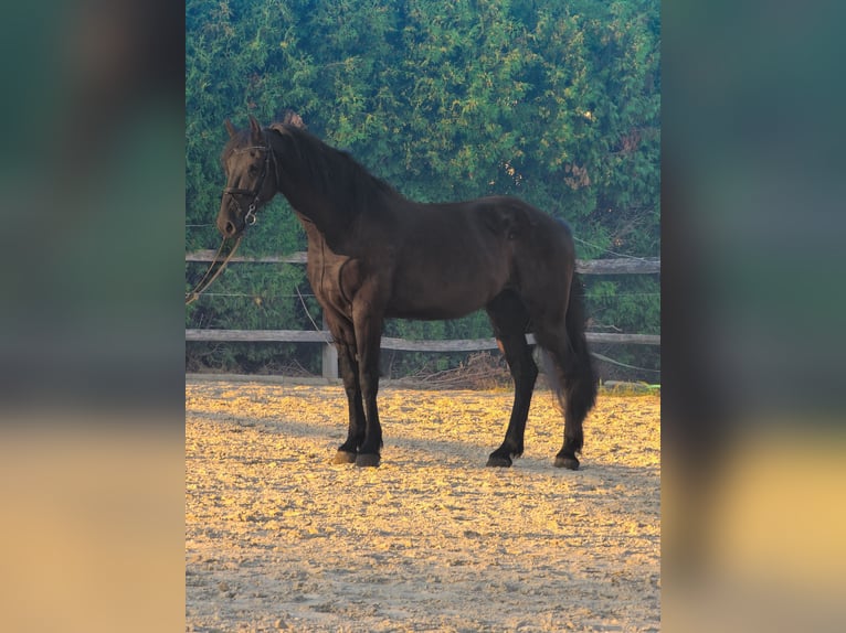 Friesian horses Mix Gelding 4 years 16 hh Black in Ptuj