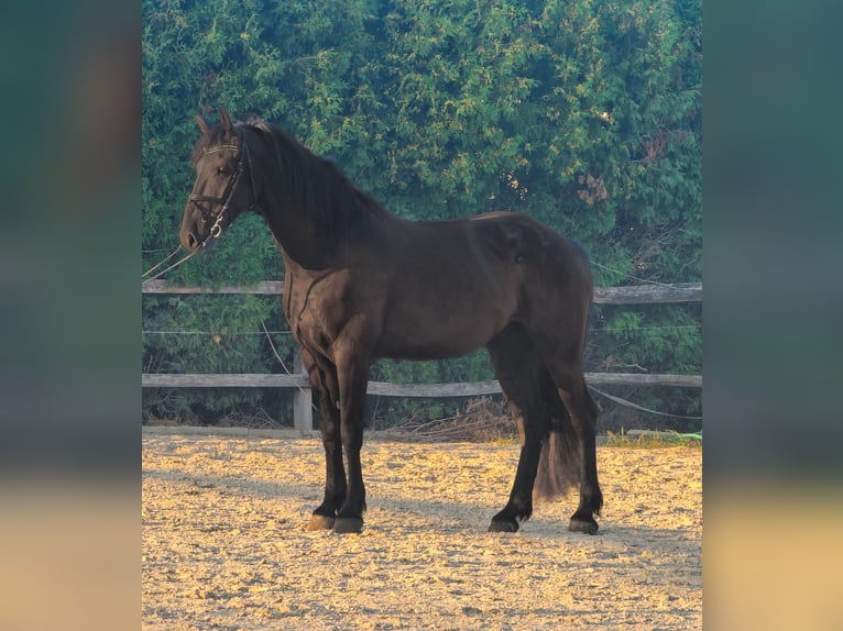 Friesian horses Mix Gelding 4 years 16 hh Black in Ptuj